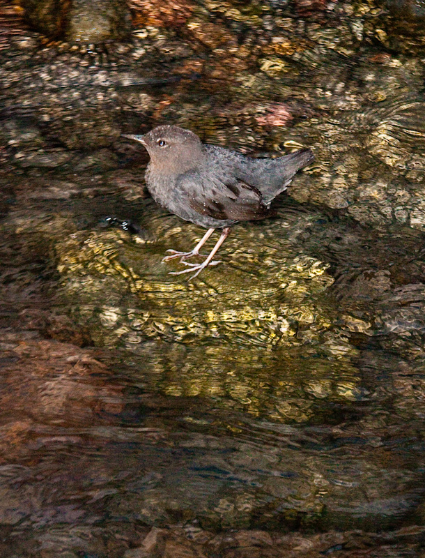 American Dipper On Rock